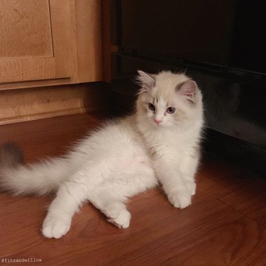 Kitten posing