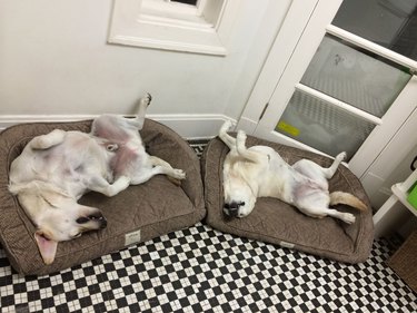 Two matching dogs sleeping on their backs