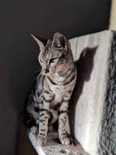 Silver Bengal kitten