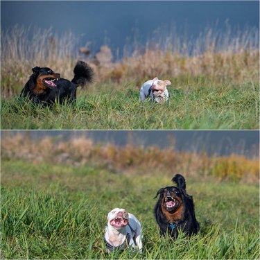 Two dogs running through a field