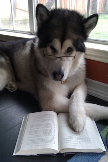 Dog wearing glasses reading a book