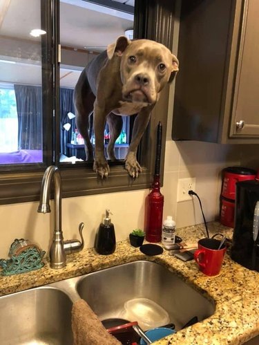 Dog standing behind kitchen sink