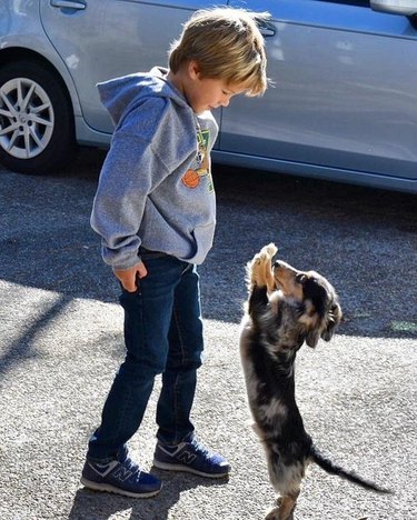 Dogs standing up