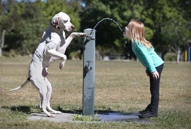 Dogs standing up