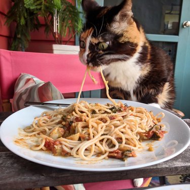 Cat eats spaghetti from owner's plate