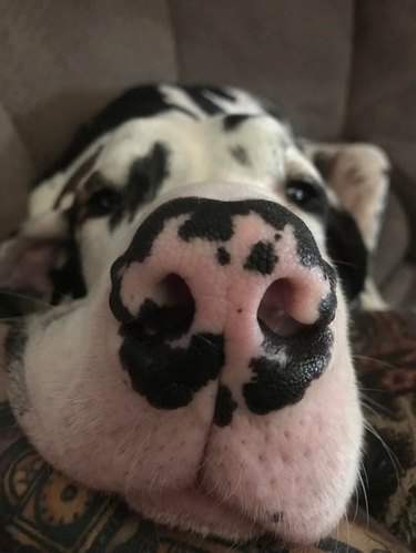 Closeup of a Great Dane's nose