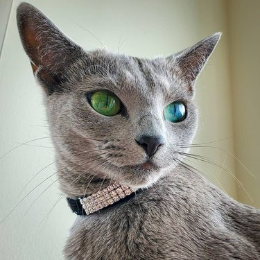 Cat wearing a diamond color