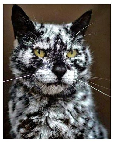Cat with unusual black and white coloring