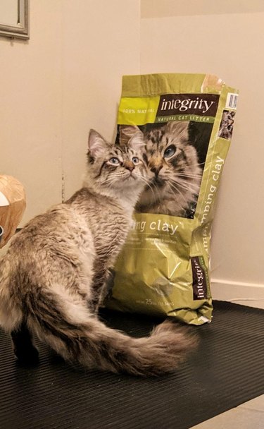Cat posing with bag of kibble that looks like it