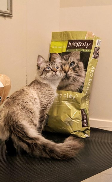 Gato posando con una bolsa de croquetas que se parece