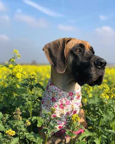 Great Dane in a field of flowers