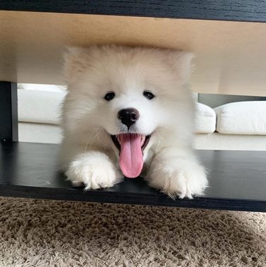 Samoyed puppy