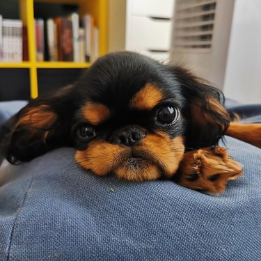 English Toy Spaniel puppy