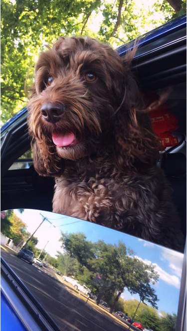 26 dogs with better LinkedIn profile pictures than you