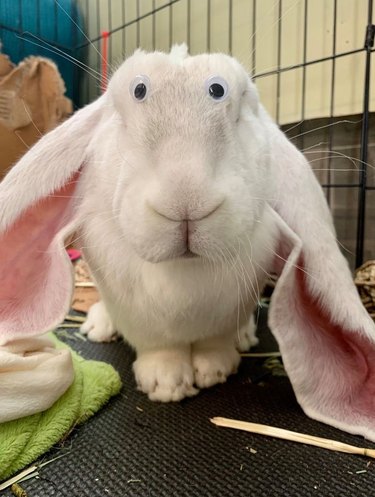 rabbit with googly eyes