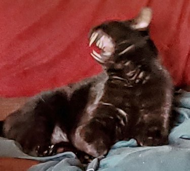 black cat looks like alien