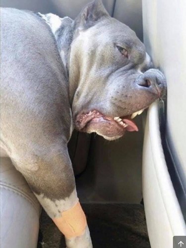 pit bull sleeps in uncomfortable positioin