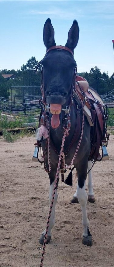 mule sticks tongue out