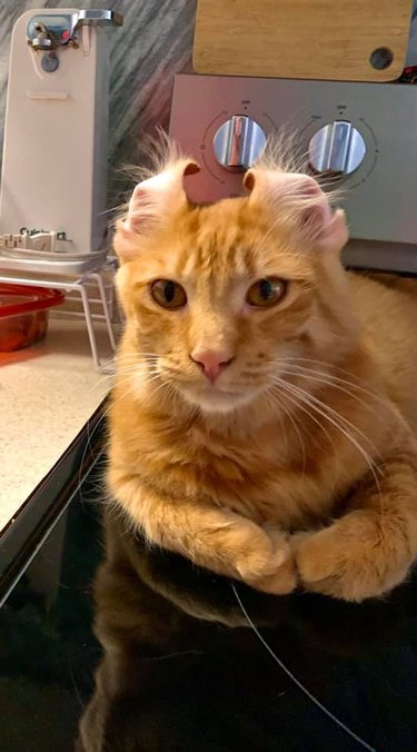 orange cat with ears pinned back