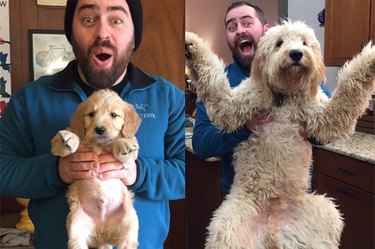 side-by-side photos of puppies growing up