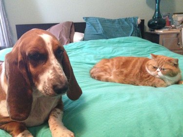 Dog and cat on bed glaring at each other.