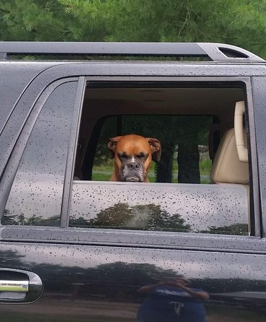 Frowning dog looking out the window of a rained on car.