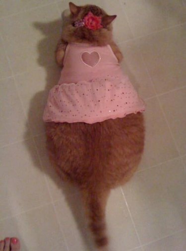 Fat cat in a pink dress.