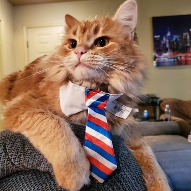 Cat in a red, white, and blue striped tie.