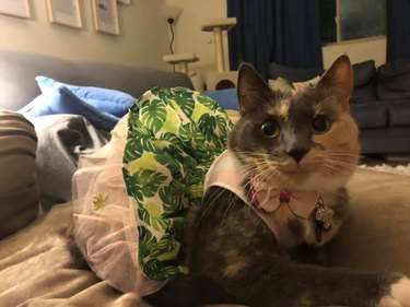 Cat in a jungle print dress