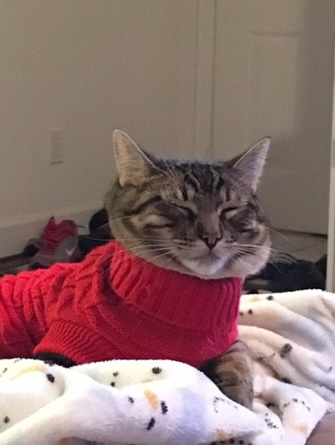 Cat with chubby cheeks in a turtleneck sweater.