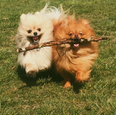 The branch manager and assistant to the branch manager meme is the purest dog meme on the internet