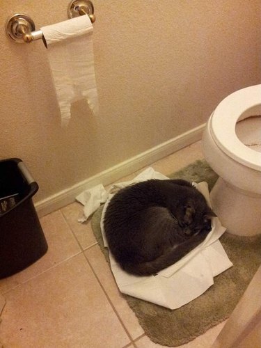 Cat sleeping in bathroom on pile of toilet paper.