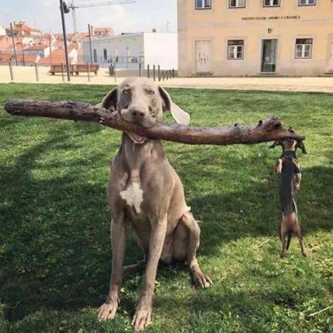 The branch manager and assistant to the branch manager meme is the purest dog meme on the internet