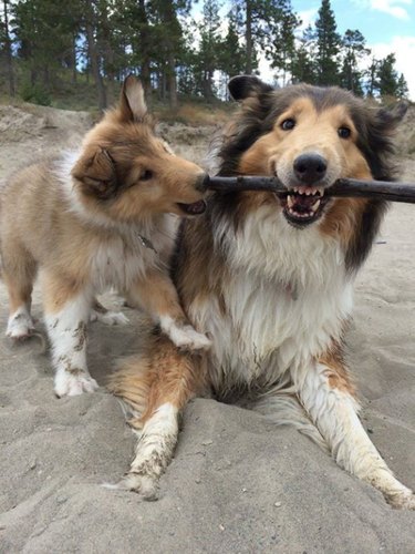 The branch manager and assistant to the branch manager meme is the purest dog meme on the internet