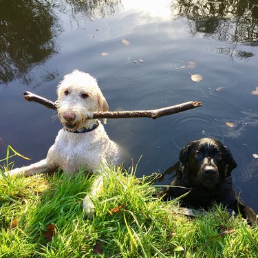 The branch manager and assistant to the branch manager meme is the purest dog meme on the internet