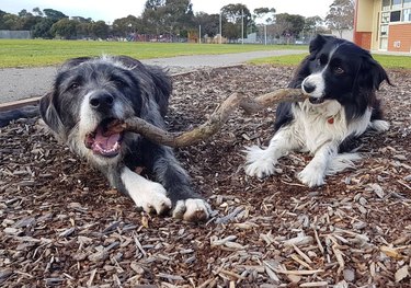 The branch manager and assistant to the branch manager meme is the purest dog meme on the internet