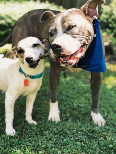 The branch manager and assistant to the branch manager meme is the purest dog meme on the internet