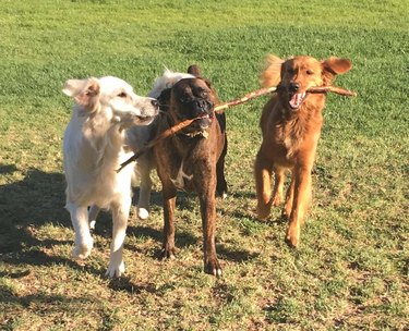 The branch manager and assistant to the branch manager meme is the purest dog meme on the internet