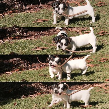 The branch manager and assistant to the branch manager meme is the purest dog meme on the internet