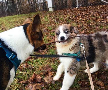 The branch manager and assistant to the branch manager meme is the purest dog meme on the internet