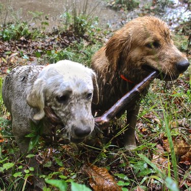 The branch manager and assistant to the branch manager meme is the purest dog meme on the internet