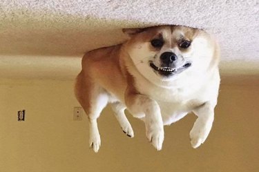 dogs rolling on their back but photographed upside down