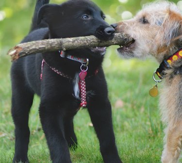 The branch manager and assistant to the branch manager meme is the purest dog meme on the internet