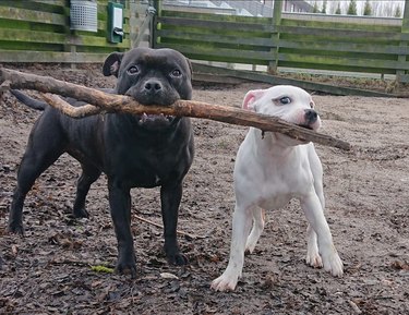 The branch manager and assistant to the branch manager meme is the purest dog meme on the internet