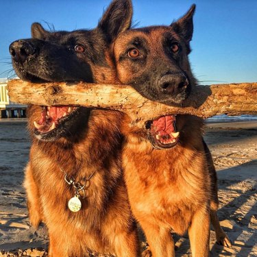 The branch manager and assistant to the branch manager meme is the purest dog meme on the internet