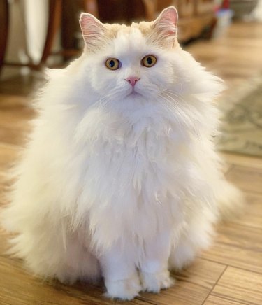 A fluffy white cat.