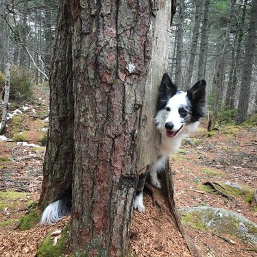 Dogs in trees are the real branch managers