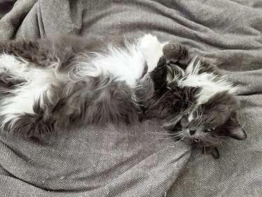 A gray and white fluffy cat is stretching out on their back on a bed with gray sheets.