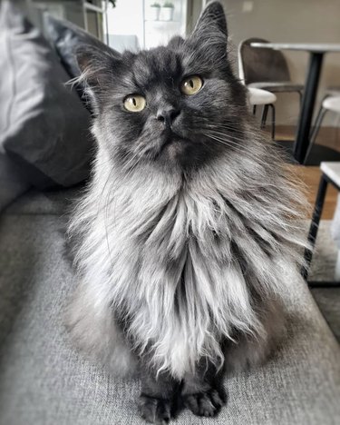 A fluffy gray and black cat looks ahead.