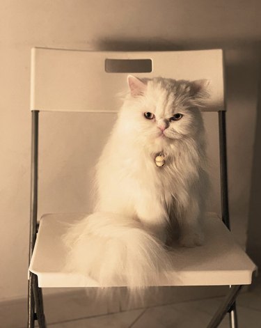 A fluffy white cat is sitting on a white chair.